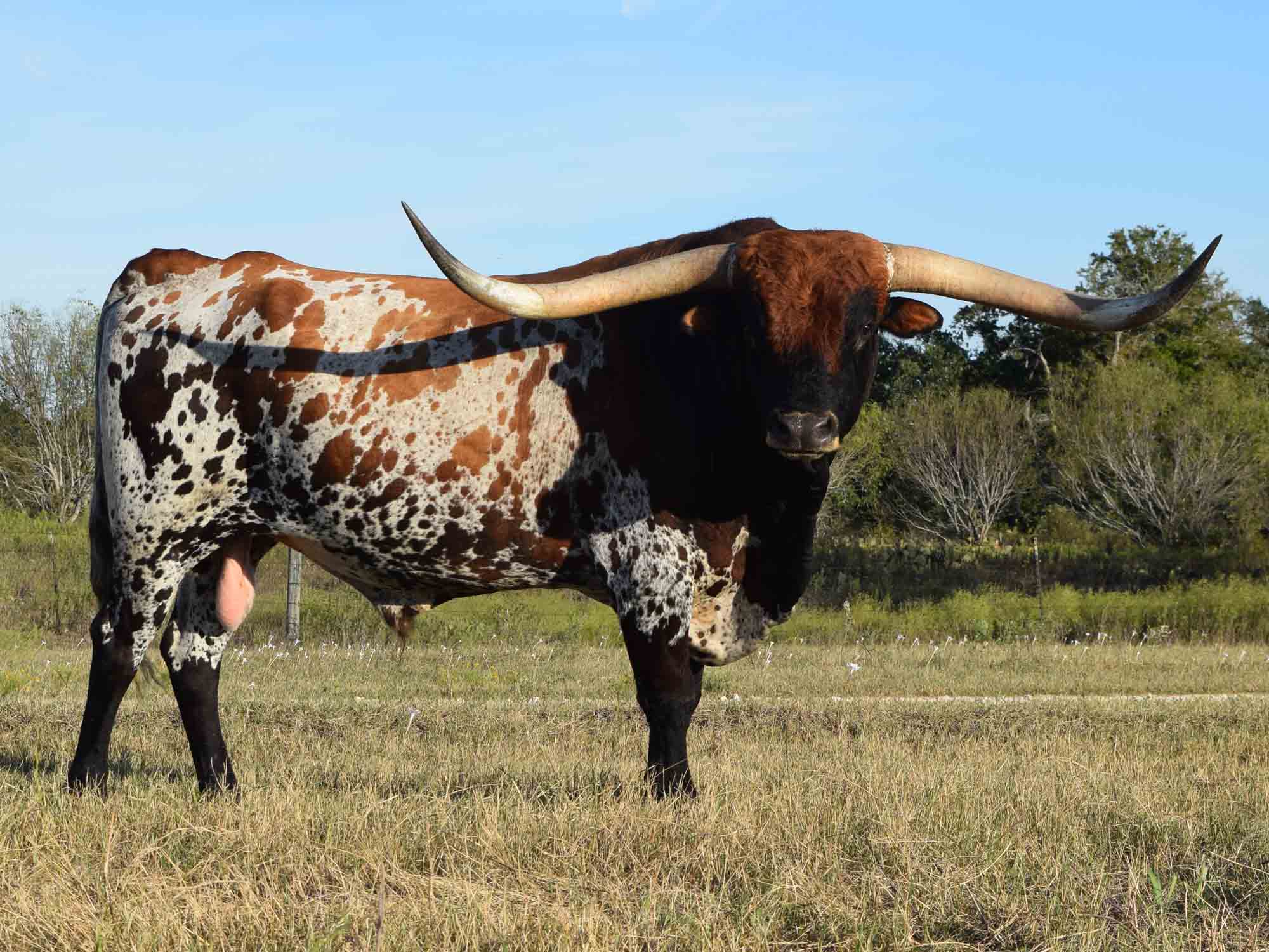 rocking-o-longhorns-texas-longhorn-cattle-for-sale-austin-texas